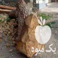 خرید چوب گردو بید سنوبر در زنجان در گروه خرید فروش عمده چوب- زغال چوب گردو تبریزی خام در یکمیوه