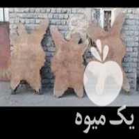 فروش اسلب چوب گردو در تربت حیدریه در گروه خرید فروش عمده چوب- زغال چوب گردو تبریزی خام در یکمیوه