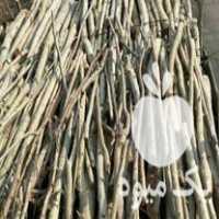 خرید انواع چوب الات باغی وتنه درختان در ساری در گروه خرید فروش عمده چوب- زغال چوب گردو تبریزی خام در یکمیوه