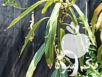 فروش نهال انبه صادراتی در بندرعباس در گروه خرید فروش نهال - انواع گردو پسته بادام سلطانی انگور در یکمیوه -عکس1