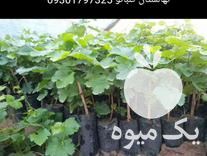 فروش نهال انگور ترکمن 4 بدون دانه در تربت جام در گروه خرید فروش نهال - انواع گردو پسته بادام سلطانی انگور در یکمیوه -عکس1