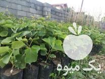 فروش نهال کیوی هایوارد و تو سرخ در گلدشت در گروه خرید فروش نهال - انواع گردو پسته بادام سلطانی انگور در یکمیوه -عکس1