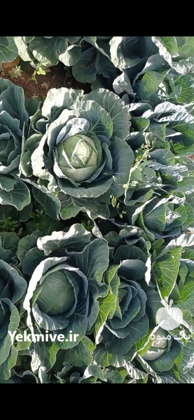 آگهی مشابه کلم پیچ سفید در کوار در گروه خرید فروش عمده انواع کلم برگ و پیچ و بروکلی در یکمیوه