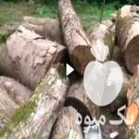 فروش چوب راش و توسکا و افرا در پردیس در گروه خرید فروش عمده چوب- زغال چوب گردو تبریزی خام در یکمیوه