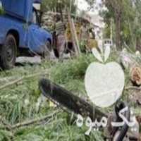 خرید انواع چوب درخت وباغات نقدی در شاهین دژ در گروه خرید فروش عمده چوب- زغال چوب گردو تبریزی خام در یکمیوه