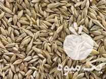 خرید سویا جو گندم ذرت سبوس برنج سبوس گندم در میانه در گروه خرید فروش عمده برنج - نیم دانه عنبر بو هاشمی کاظمی هندی پاکستانی در یکمیوه -عکس1