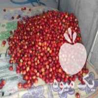 فروش شلیل سایکینگ سر باغ در ساری در گروه خرید فروش عمده شلیل - شمس شبرنگ مغان انجیری سبز رفعتی در یکمیوه