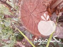 فروش ریشه درخت زرد آلو و درخت سنوبر در خوی در گروه خرید فروش عمده آلو - آلوچه گوجه سبز زرد خاکی شابلون سانتریزه سیاه در یکمیوه -عکس1