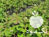 فروش نهال کیوی خونی و هایوارد در قائم شهر در گروه خرید فروش نهال - انواع گردو پسته بادام سلطانی انگور در یکمیوه -عکس1