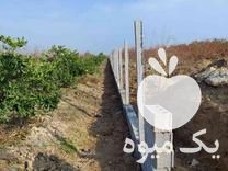 فروش پایه فنس بتنی برای محصور کردن دور باغ در ساری در گروه خرید فروش عمده کیوی - صادراتی مازندران تنکابن تالش در یکمیوه -عکس1