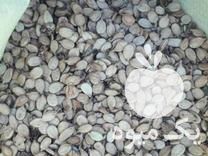 فروش بذر تخمه هندوانه آجیلی و آفتابگردان روغنی ریز در ترک در گروه خرید فروش بذر - انواع محصول کشاورزی گوجه کتان میوه درخت در یکمیوه -عکس1