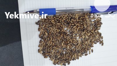فروش عمده دانه خار مریم (بذر خار مریم) در تهران در گروه خرید فروش بذر - انواع محصول کشاورزی گوجه کتان میوه درخت در یکمیوه -عکس1