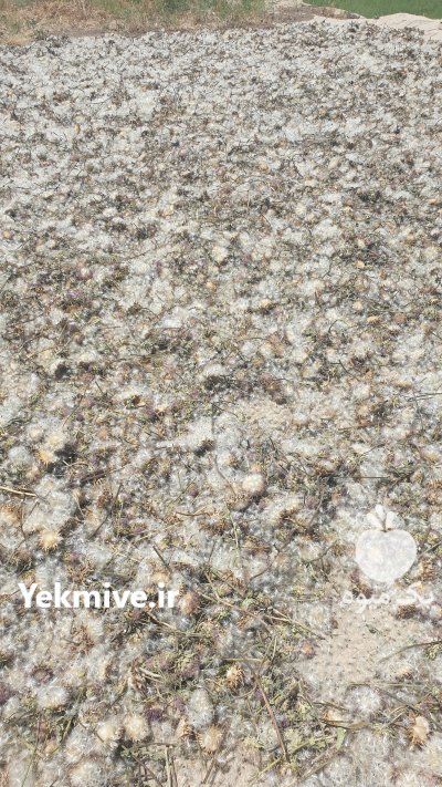 فروش عمده دانه خار مریم (بذر خار مریم) در تهران در گروه خرید فروش بذر - انواع محصول کشاورزی گوجه کتان میوه درخت در یکمیوه