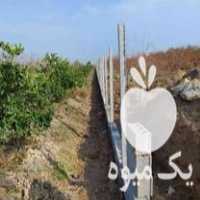 فروش پایه فنس بتنی برای محصور کردن دور باغ در ساری در گروه خرید فروش عمده کیوی - صادراتی مازندران تنکابن تالش در یکمیوه