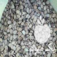 فروش بذر تخمه هندوانه آجیلی و آفتابگردان روغنی ریز در ترک در گروه خرید فروش بذر - انواع محصول کشاورزی گوجه کتان میوه درخت در یکمیوه