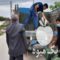 فروش سینی نشا شالی در کردکوی در گروه خرید فروش نشا - انواع گوجه برنج کاهو پیاز کاری فرنگی در یکمیوه
