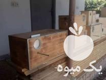 ساخت و فروش انواع لانه پرنده طوطی عروس هلندی مرغ عشق برزیلی در تهران در گروه انواع پرنده - زینتی عروس هما مینا طوطی مرغ عشق در یکمیوه -عکس1