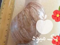 فروش حیوان خانگی وپرورش حلزون اچاتینا البینو در اصفهان در گروه خرید فروش عمده موز - زرد سبز پاکستان چیکیتا اکوادوور در یکمیوه -عکس1