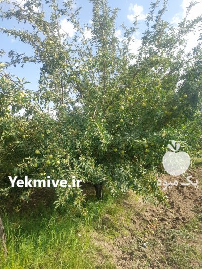 فروش حدود 6 تن سیب گلاب در صحنه در گروه خرید فروش عمده سیب - زرد و قرمز گلاب پاییزه در یکمیوه