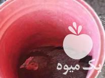 فروش سویا طیور و لوازم مرغداری و بلدرچین در بجنورد در گروه تجهیزات دام و طیور - خرید فروش نو دسته دوم در یکمیوه -عکس1