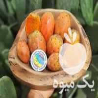 فروش نهال میوه کاکتوس مالتا گلابی خاردار در قشم در گروه خرید فروش نهال - انواع گردو پسته بادام سلطانی انگور در یکمیوه