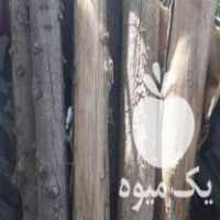 فروش چوب کاج کهن در میاندوآب در گروه خرید فروش عمده چوب- زغال چوب گردو تبریزی خام در یکمیوه