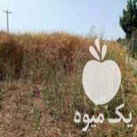 فروش کاه کلزا بسته بندی شده در جویبار در گروه خوراک دام و طیور - پرواری شیری علوفه یونجه در یکمیوه