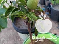 فروش انواع نهال میوه و گردو در کرج در گروه خرید فروش نهال - انواع گردو پسته بادام سلطانی انگور در یکمیوه -عکس1