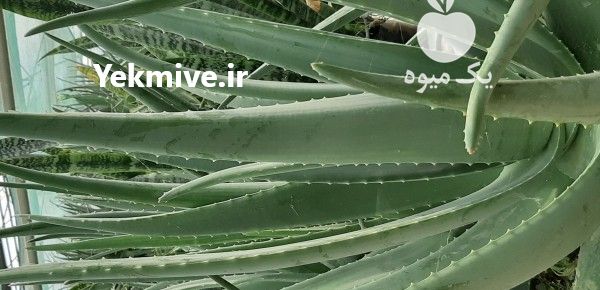 فروش متر گلخانه کشت آلوئه ورا به تعداد هزار عدد به صورت خرد و عمده در تهران در گروه سازنده - گلخانه باغ مدرن سالن صنعتی سوله انبار در یکمیوه -عکس1