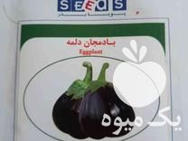 فروش بذر ترب سیاه بادمجان دلمه در پردیس در گروه خرید فروش عمده گیاهان زینتی - گرمسیری آپارتمانی باغچه آب در یکمیوه -عکس1