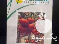 فروش بذر گوجه فرنگی اواسیس در اصفهان در گروه خرید فروش بذر - انواع محصول کشاورزی گوجه کتان میوه درخت در یکمیوه -عکس1