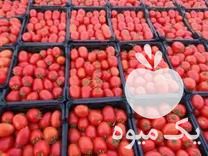 فروش بذر گوجه کامنتا در اصفهان در گروه خرید فروش بذر - انواع محصول کشاورزی گوجه کتان میوه درخت در یکمیوه -عکس1