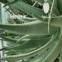 فروش متر گلخانه کشت آلوئه ورا به تعداد هزار عدد به صورت خرد و عمده در تهران در گروه سازنده - گلخانه باغ مدرن سالن صنعتی سوله انبار در یکمیوه