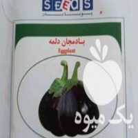 فروش بذر ترب سیاه بادمجان دلمه در پردیس در گروه خرید فروش عمده گیاهان زینتی - گرمسیری آپارتمانی باغچه آب در یکمیوه