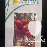 فروش بذر گوجه فرنگی اواسیس در اصفهان در گروه خرید فروش بذر - انواع محصول کشاورزی گوجه کتان میوه درخت در یکمیوه