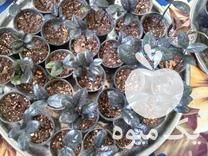 فروش گل زامفولیا بلک تک شاخه بابرگهای تمیزوسرحال در آمل در گروه خرید فروش عمده گیاهان زینتی - گرمسیری آپارتمانی باغچه آب در یکمیوه -عکس1