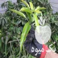 فروش برگ درخت انبه کاهش قند  ،  دمنوش ویتامینه در بندرعباس در گروه خوراک دام و طیور - پرواری شیری علوفه یونجه در یکمیوه