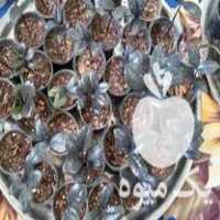 فروش گل زامفولیا بلک تک شاخه بابرگهای تمیزوسرحال در آمل در گروه خرید فروش عمده گیاهان زینتی - گرمسیری آپارتمانی باغچه آب در یکمیوه