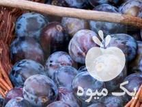 فروش آلو سیاه ،  و آلو شابلون در گرگان در گروه خرید فروش عمده آلو - آلوچه گوجه سبز زرد خاکی شابلون سانتریزه سیاه در یکمیوه -عکس1