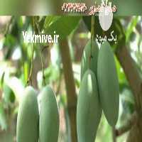 فروش واردات مستقیم انبه از پاکستان در تبریز در گروه خرید فروش عمده انبه - قرمز سبز گیلان هسته پاکستان در یکمیوه