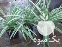 فروش انواع گل آپارتمانی با قیمتی ویژه در تهران در گروه خرید فروش عمده گیاهان زینتی - گرمسیری آپارتمانی باغچه آب در یکمیوه -عکس1