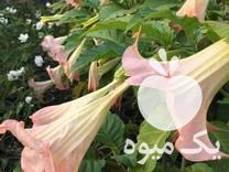 فروش گل شیپور فرشته معطر در ساری در گروه خرید فروش نهال - انواع گردو پسته بادام سلطانی انگور در یکمیوه -عکس1