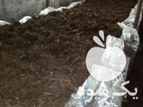 فروش کمپوست کشت قارچ بهمراه آموزش در سمنان در گروه سایر استخدام حوزه کشاورزی و دامپروری در یکمیوه -عکس1