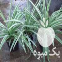 فروش انواع گل آپارتمانی با قیمتی ویژه در تهران در گروه خرید فروش عمده گیاهان زینتی - گرمسیری آپارتمانی باغچه آب در یکمیوه