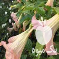 فروش گل شیپور فرشته معطر در ساری در گروه خرید فروش نهال - انواع گردو پسته بادام سلطانی انگور در یکمیوه