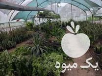 فروش گل های آپارتمانی از تولید به مصرف در قائم شهر در گروه خرید فروش عمده گیاهان زینتی - گرمسیری آپارتمانی باغچه آب در یکمیوه -عکس1