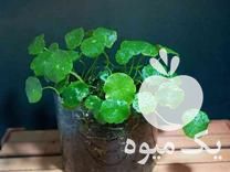 فروش انواع گل و گیاه طبیعی و اپارتمانی در تهران در گروه خرید فروش عمده گیاهان زینتی - گرمسیری آپارتمانی باغچه آب در یکمیوه -عکس1