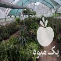 فروش گل های آپارتمانی از تولید به مصرف در قائم شهر در گروه خرید فروش عمده گیاهان زینتی - گرمسیری آپارتمانی باغچه آب در یکمیوه