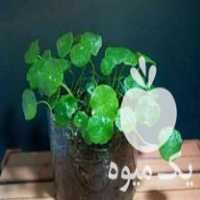 فروش انواع گل و گیاه طبیعی و اپارتمانی در تهران در گروه خرید فروش عمده گیاهان زینتی - گرمسیری آپارتمانی باغچه آب در یکمیوه