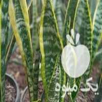 فروش گل گیاه آپارتمان عمده در قائم شهر در گروه خرید فروش عمده گیاهان زینتی - گرمسیری آپارتمانی باغچه آب در یکمیوه